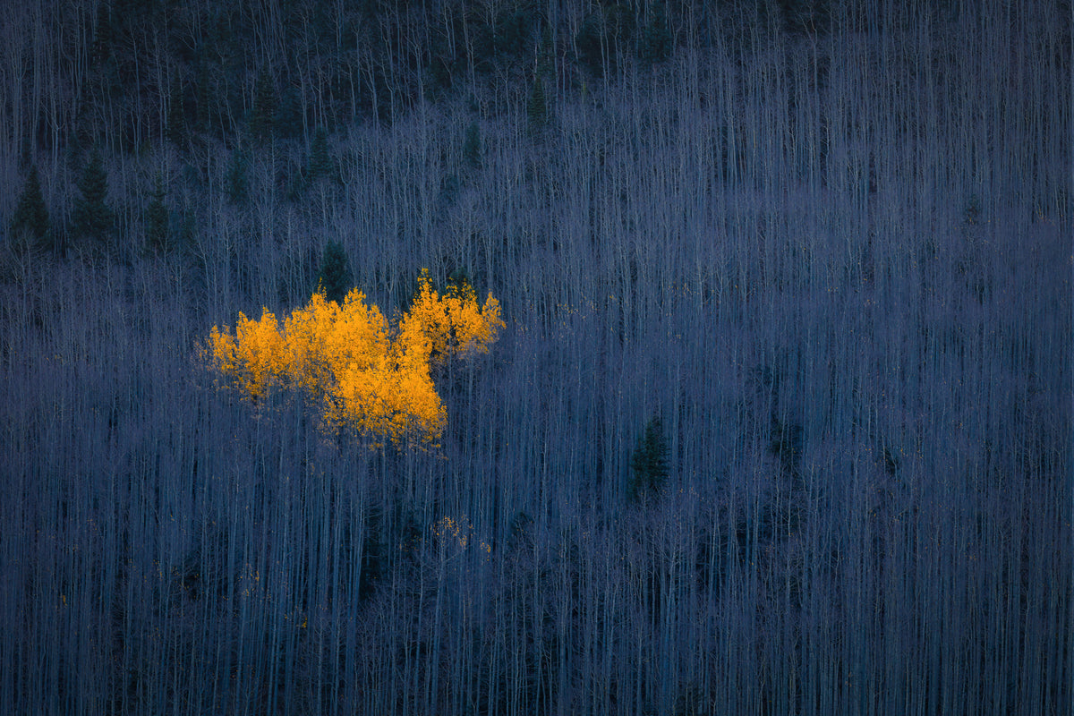 3-piece-aluminium-print-heart-of-aspens