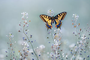 canvas-print-swallowtail-beauty