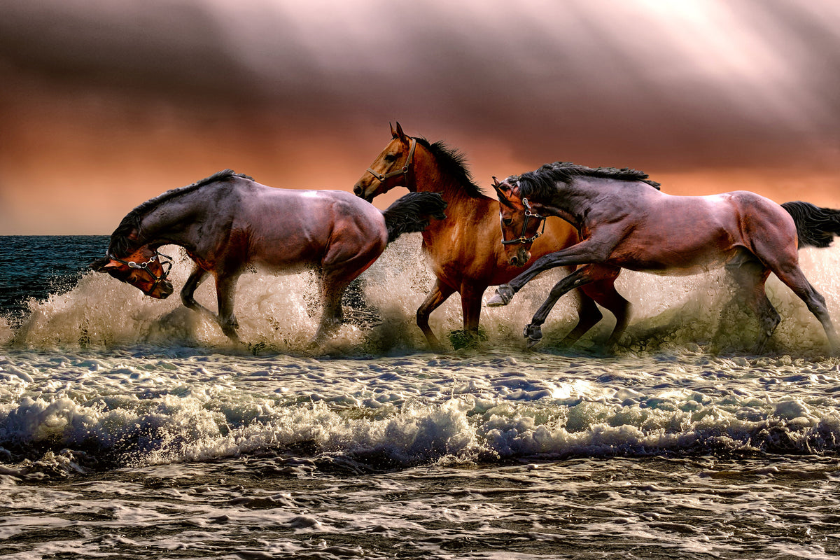 3-piece-aluminium-print-freedom-for-horses