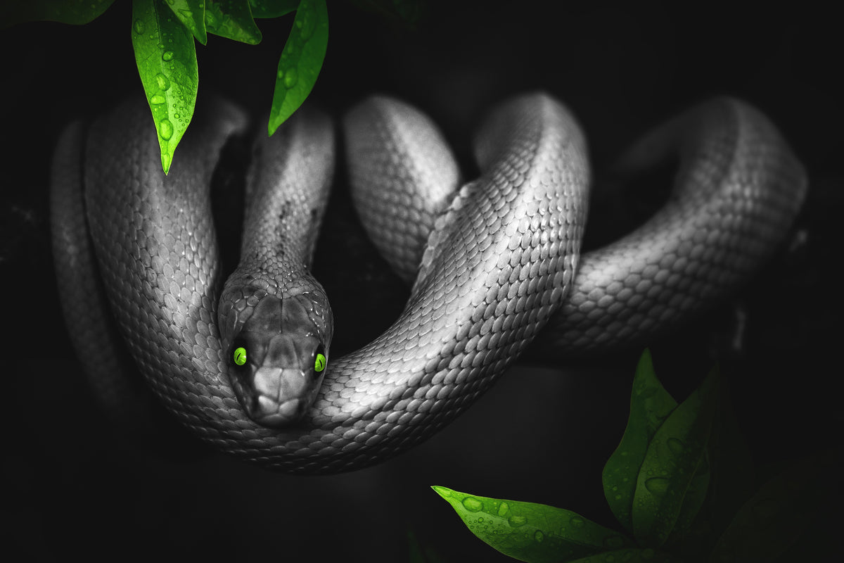 poster-print-attention-snake