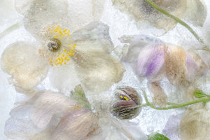 poster-print-anemone-frost-x