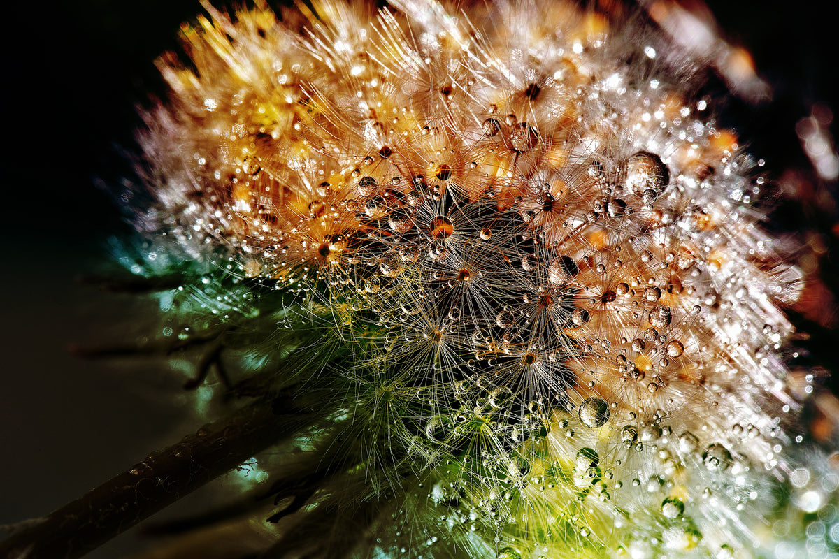 framedposter-print-dandelion-in-the-morning-dew