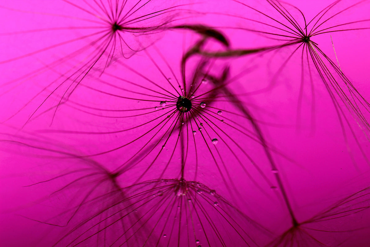 modern-3-piece-aluminium-print-dandelion-in-pink