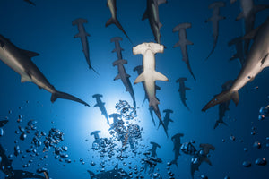 framedposter-print-hammerhead-shark