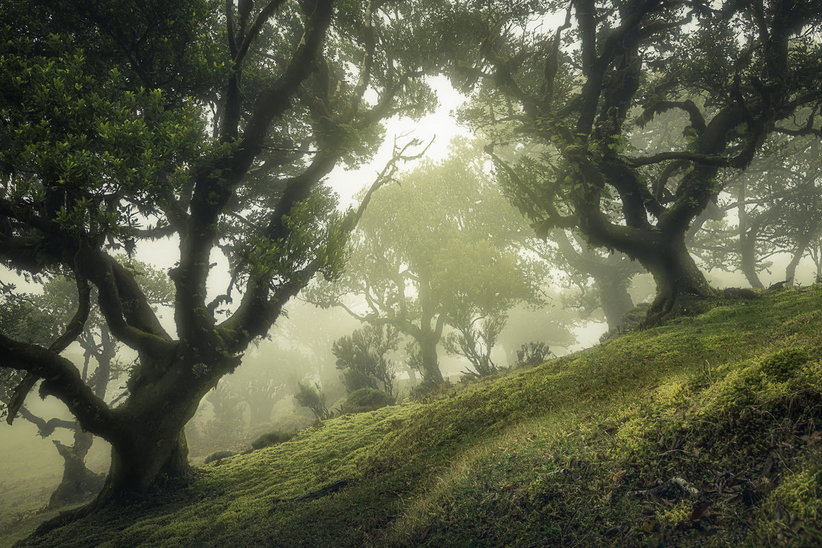 framedposter-print-enchanted-forest-xeb