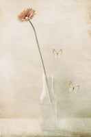 acrylic-print-miss-daisy