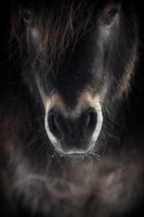 canvas-print-ulysses-x