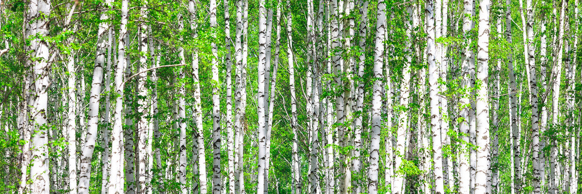 panoramic-3-piece-acrylic-print-the-birch-forest-panorama