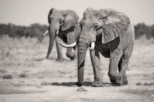 canvas-print-twin-elephants-x