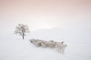 poster-print-flock-looking-for-food-x