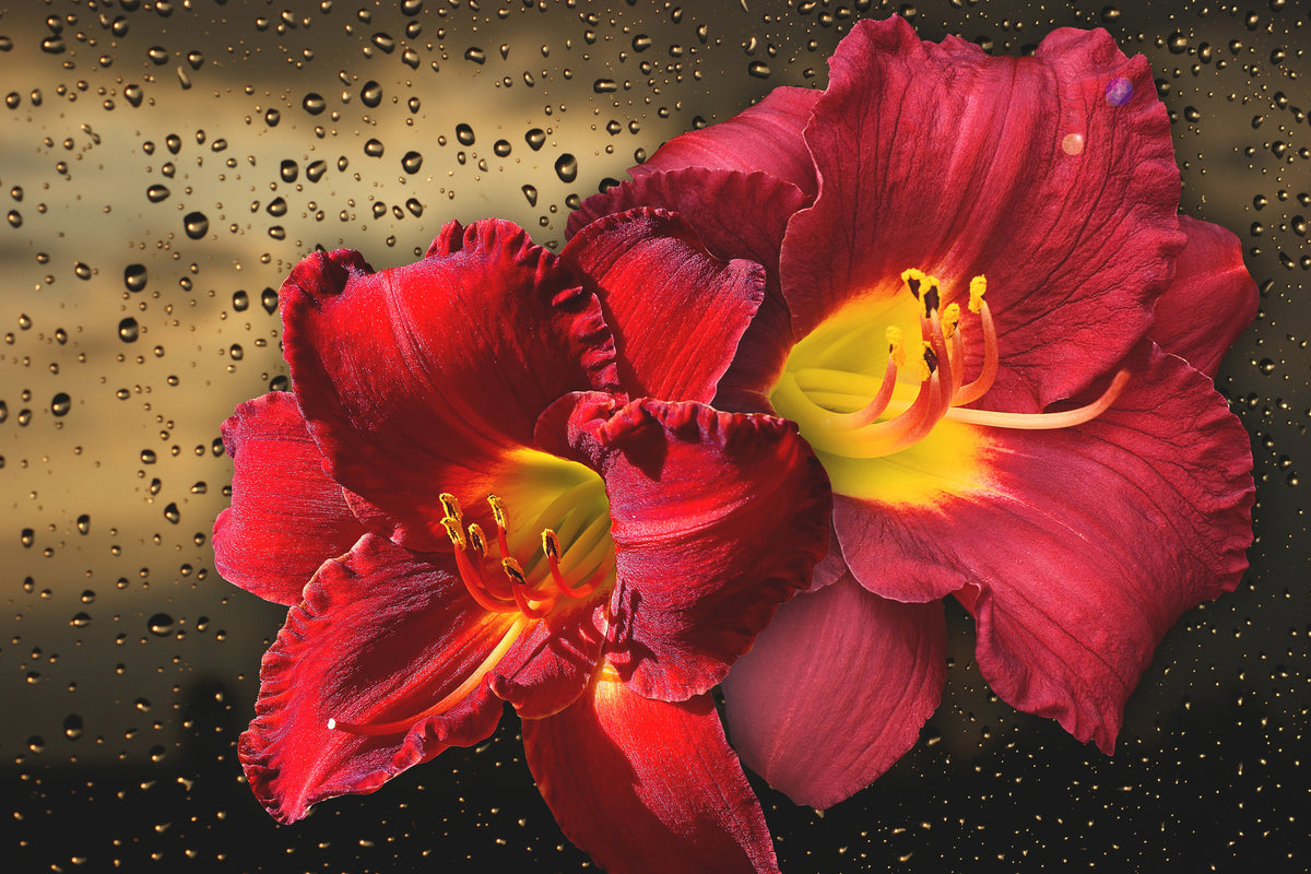 3-piece-canvas-print-lily-flowers-with-water-drops