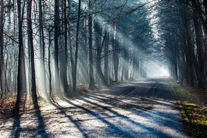 aluminium-print-forest-in-the-light-beam