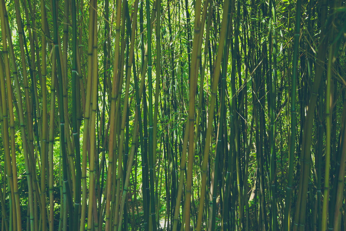 poster-print-in-the-middle-of-the-bamboo