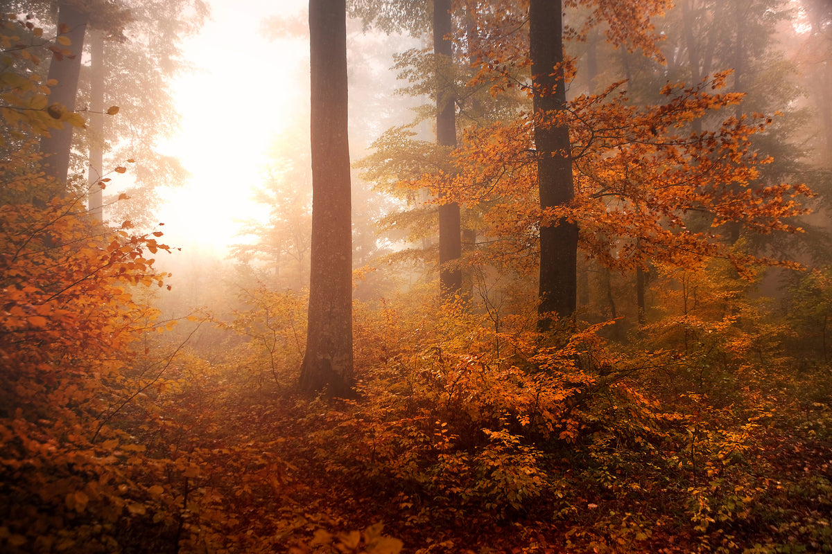 framedposter-print-autumn-xpi