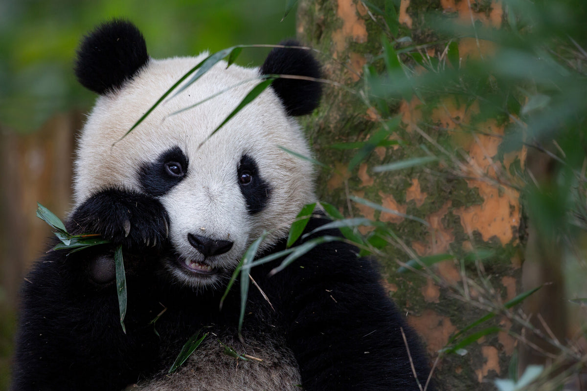 poster-print-bamboo-time-x