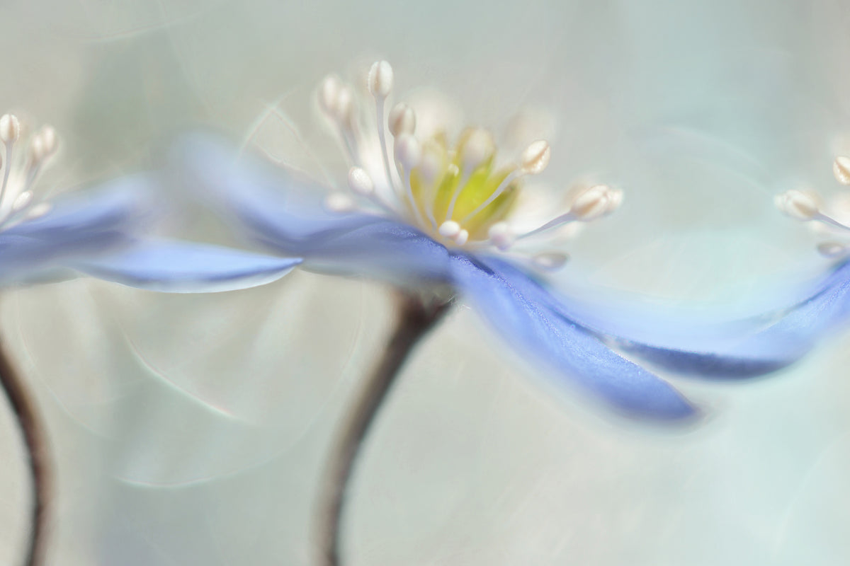 framedposter-print-dancing-anemones
