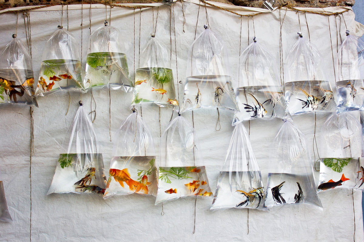 modern-3-piece-aluminium-print-the-wall-of-fish
