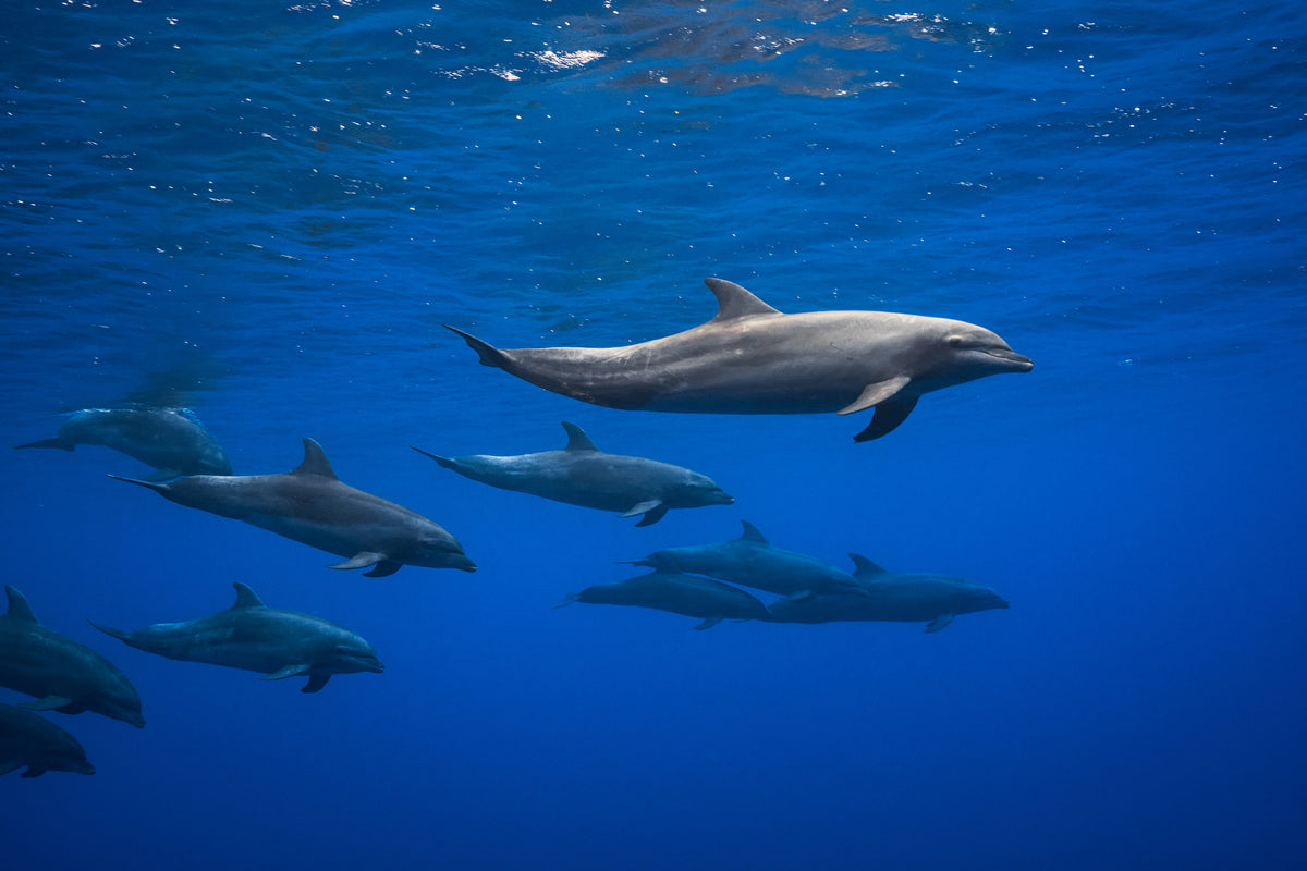 framedposter-print-dolphins-x