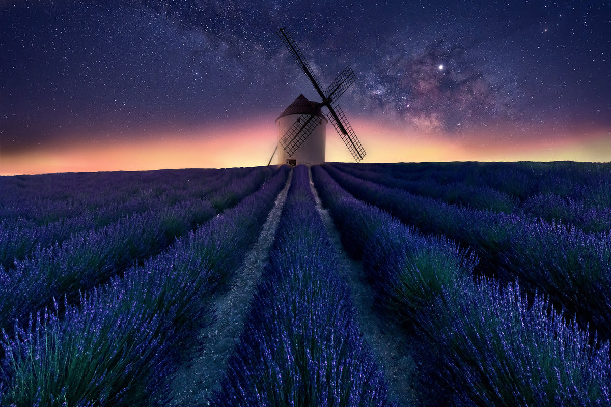 poster-print-lavender-night-x