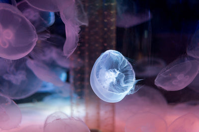 poster-print-the-beauty-of-jellyfish