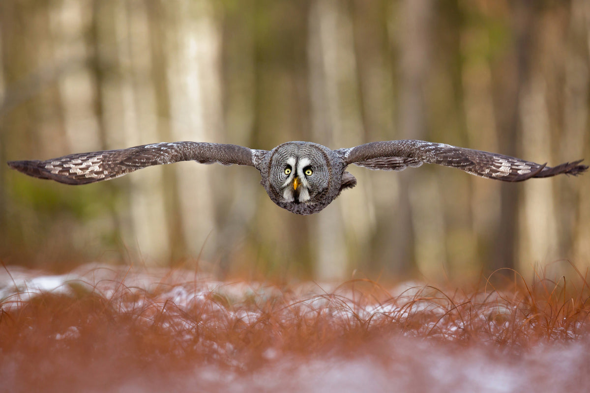 canvas-print-great-grey-owl