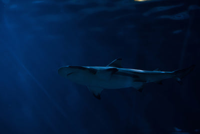 poster-print-dangerous-shark