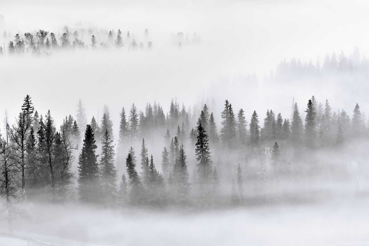 canvas-print-foggy-forest