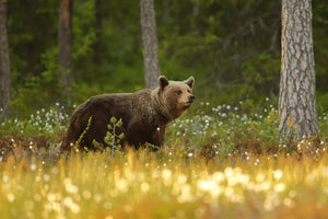 acrylic-print-brown-bear-x