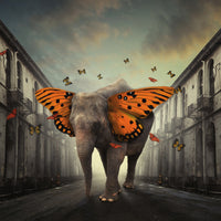 aluminium-print-butterphant