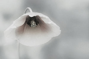 3-piece-aluminium-print-ephemeral-beauty-ii