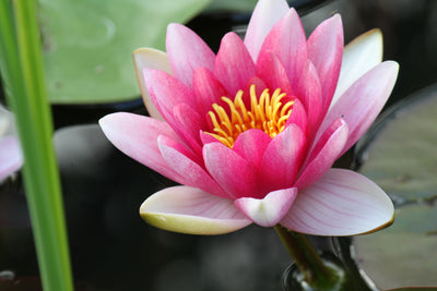 poster-print-the-water-lily-in-pink