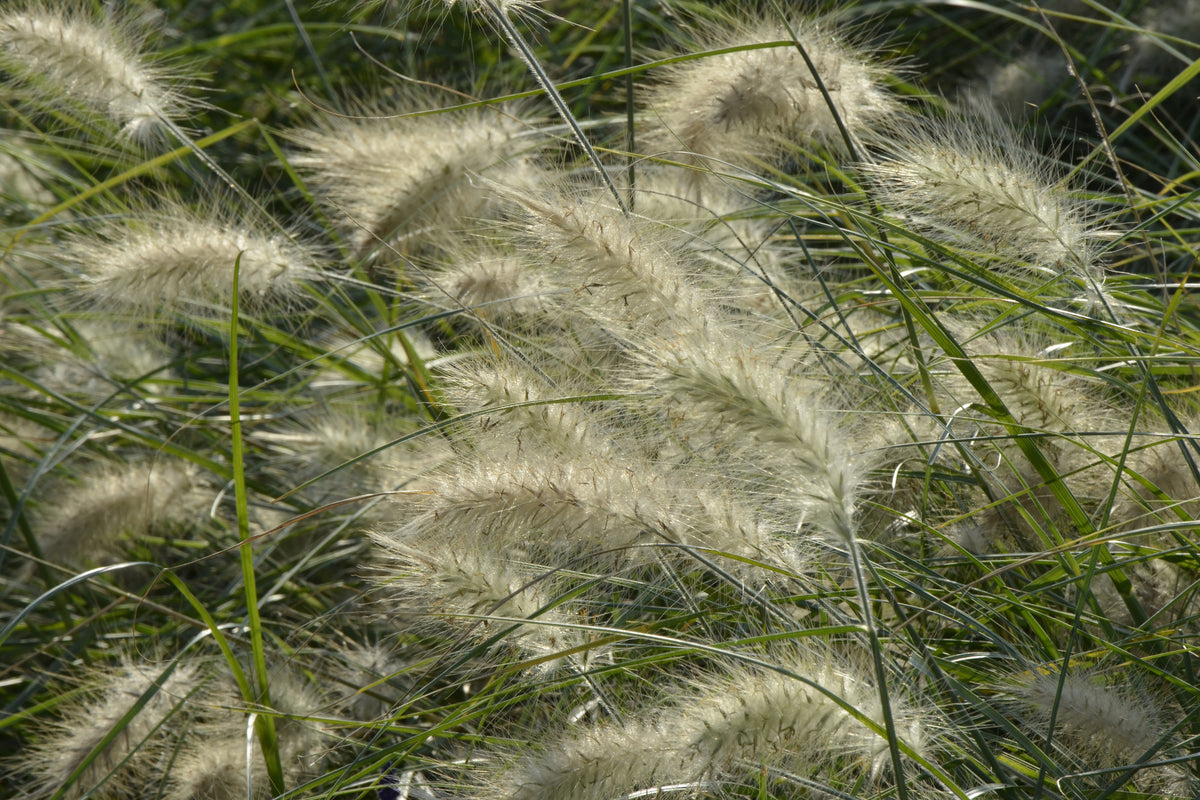 3-piece-canvas-print-ornamental-grass-in-the-wind