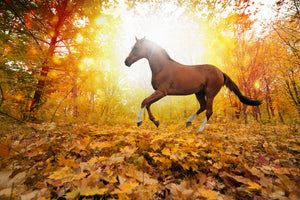 canvas-print-whole-blood-in-autumn-forest