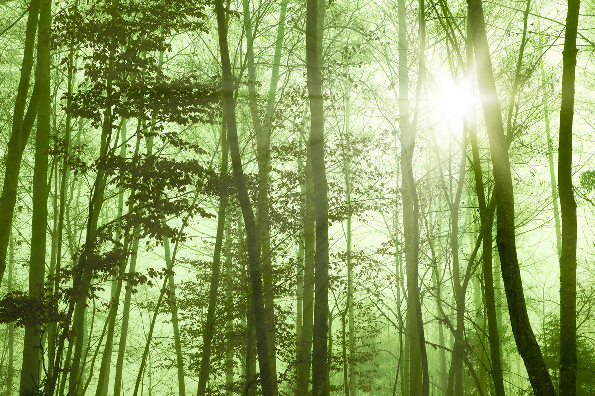 framedcanvas-print-nibelungen-forest