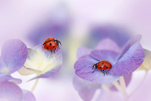 poster-print-red-and-purple-x