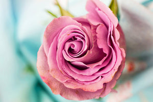 modern-3-piece-aluminium-print-roseblossom-in-pink