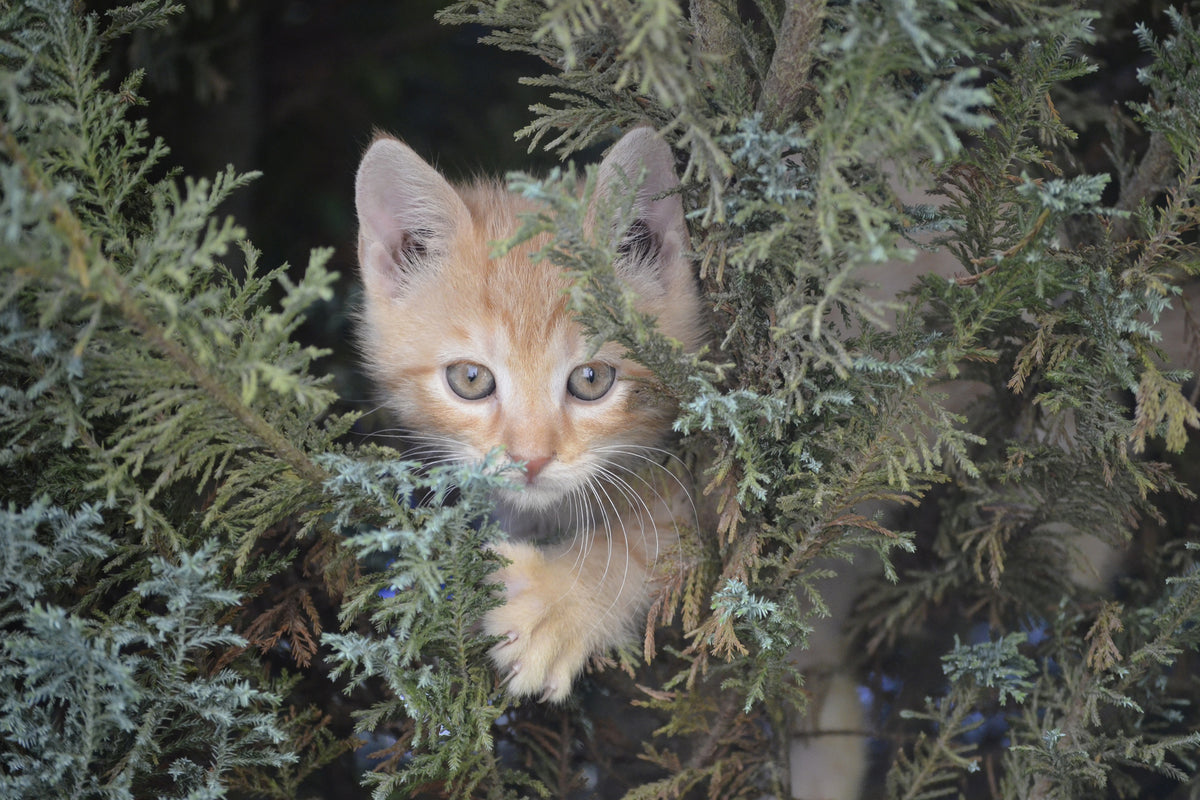 poster-print-tiger-kitten