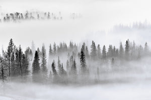 3-piece-canvas-print-foggy-forest