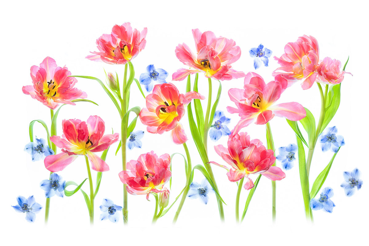 framedcanvas-print-spring-delight-x