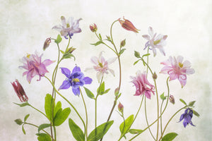 modern-3-piece-acrylic-print-columbine