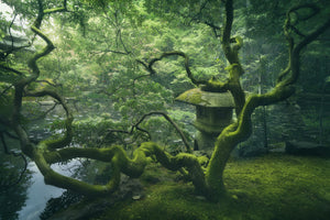 canvas-print-japanese-tree-x