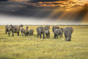 poster-print-for-the-love-of-elephants-x