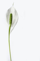 poster-print-the-peace-lily