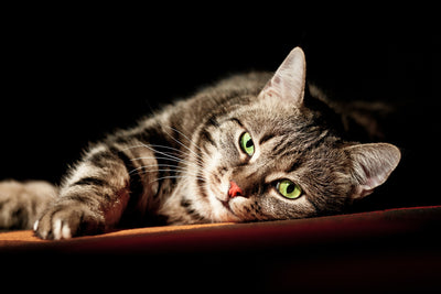poster-print-relaxed-cat