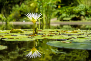 poster-print-water-lily-in-nature