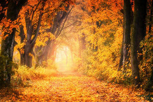 3-piece-canvas-print-colors-magnificent-forest