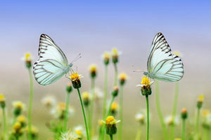 3-piece-aluminium-print-2-butterflies