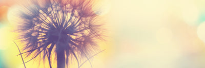 panoramic-poster-print-the-dandelion-in-the-light-panorama