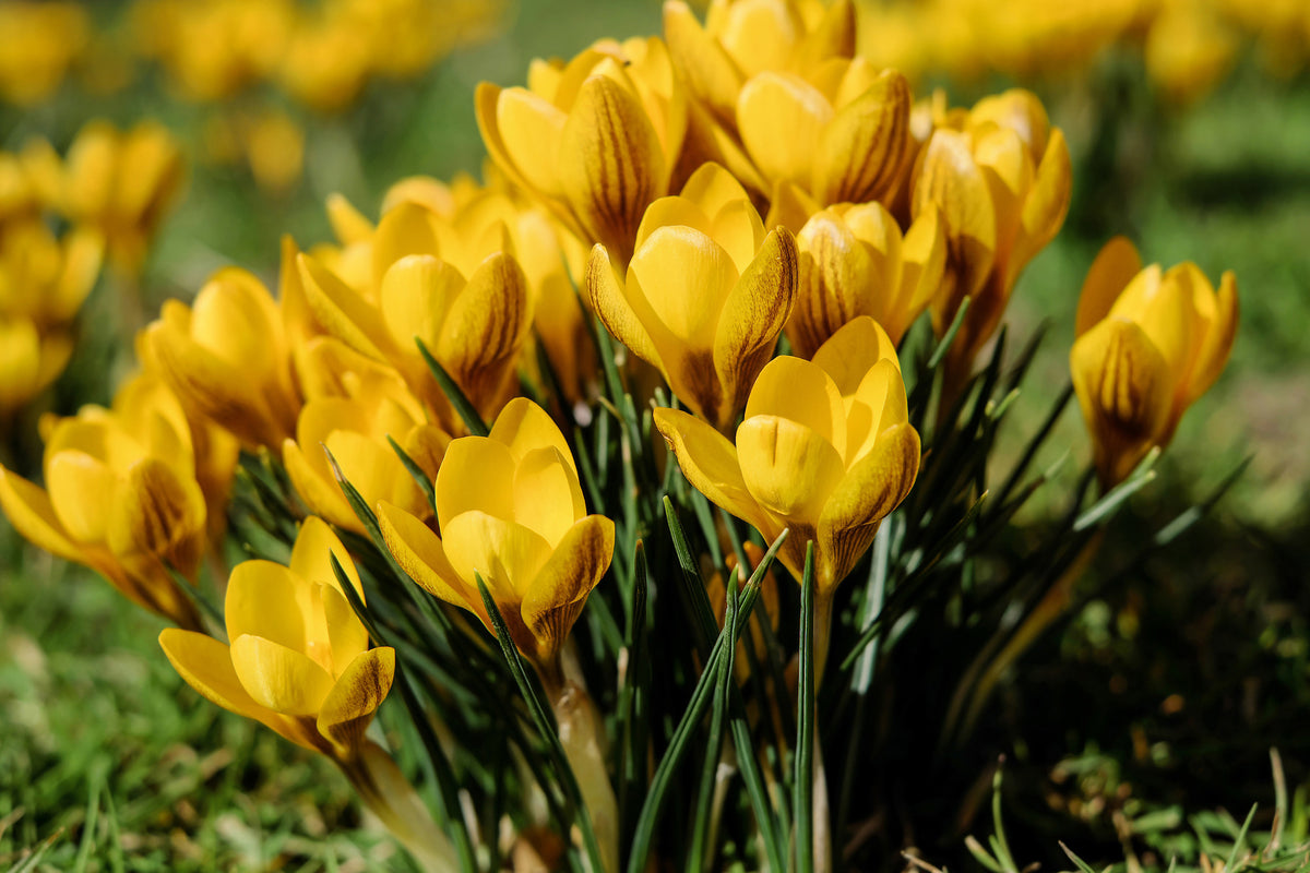 modern-3-piece-acrylic-print-crocuses-in-spring