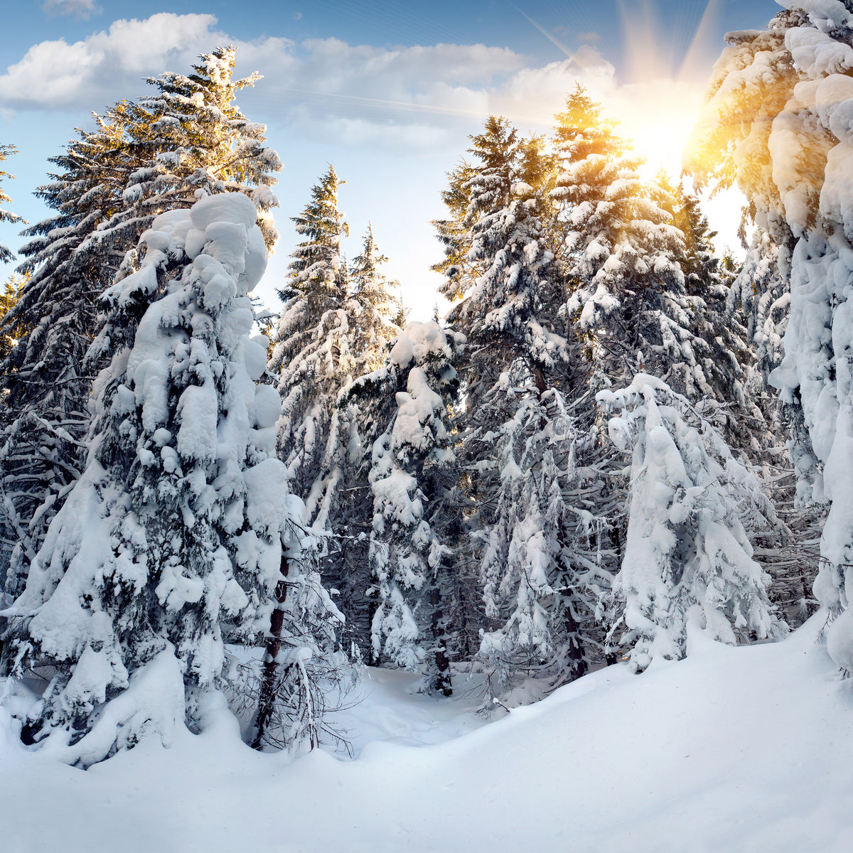 poster-print-fir-in-snow